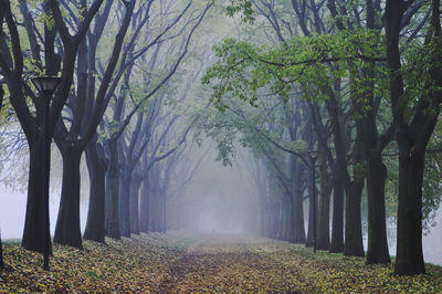 Road amidst trees during foggy weather