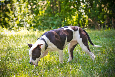 Dog running on field