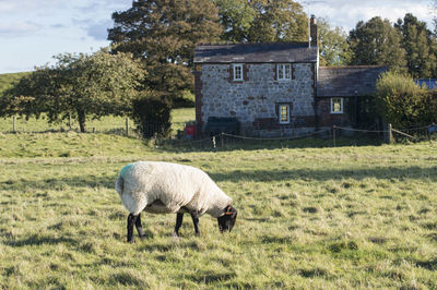 Sheep grazing in a field