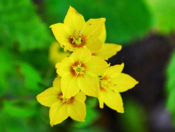 Close-up of yellow flowers blooming outdoors