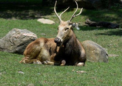 Large resting peres david buck chewing on grass in a field.