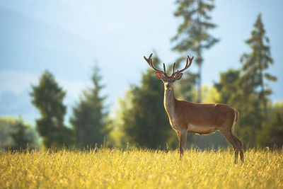 Deer standing on field