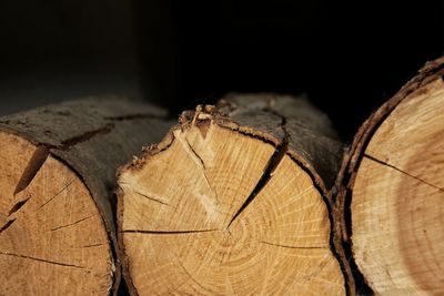 Close-up of logs in forest