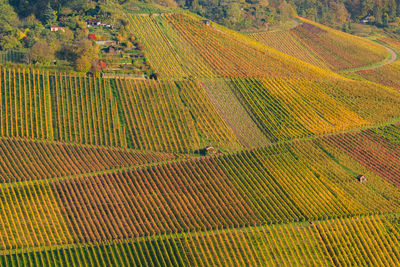 Vineyard at rotenberg germany near stuttgart.