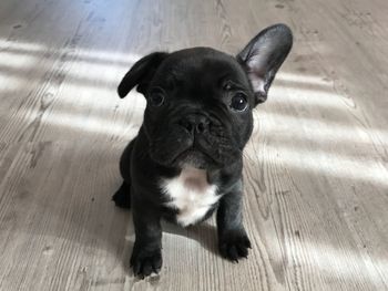 Portrait of puppy on floor