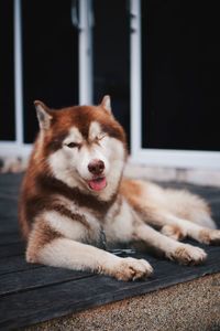 Close-up of a dog yawning