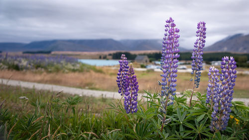 Close-up of purple flowering plants on field