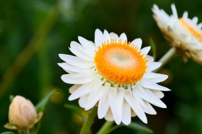 Close-up of white flowers blooming outdoors