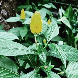 Close-up of yellow flowers