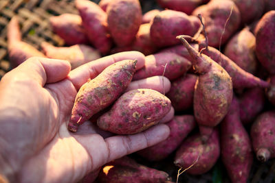 Cropped image of hand holding vegetables