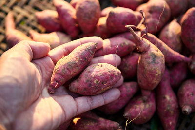 Hand choose fresh sweet potato