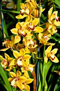 Close-up of yellow flowers blooming outdoors