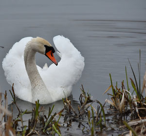 Bird swimming in lake