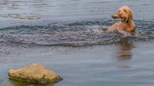 Dog on a rock