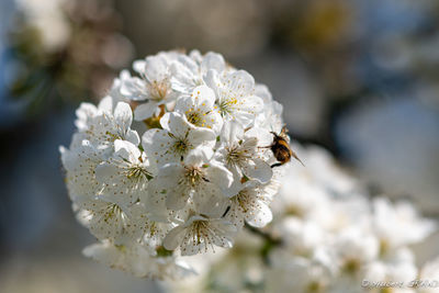 Close-up of cherry blossoms on tree