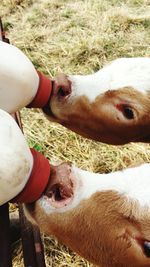 Close-up portrait of cow