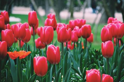 Close-up of red tulips in bloom