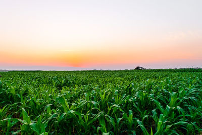 Agricultural field against sky during sunset