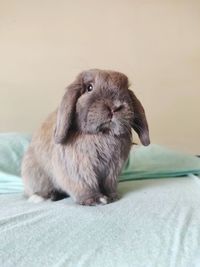 Close-up of an animal sitting on bed