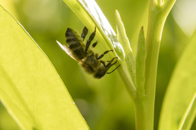 Close-up of insect on plant