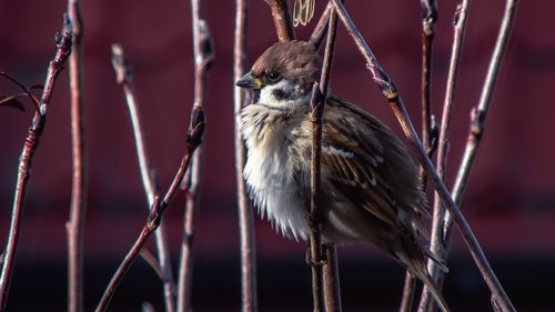 Close-up of bird perching on branch