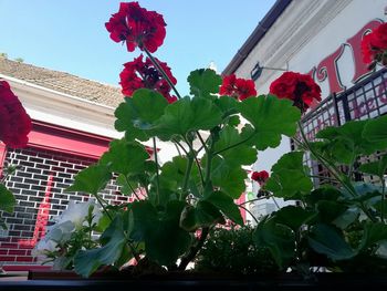 Low angle view of flowering plant against building