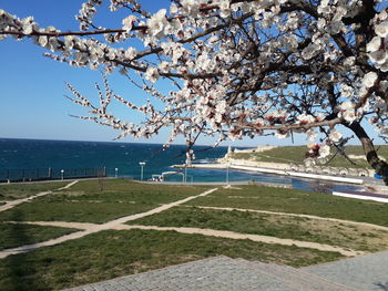 Cherry tree by sea against sky