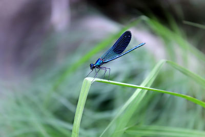 Close-up of an insect on a plant