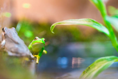 Close-up of frog on plant