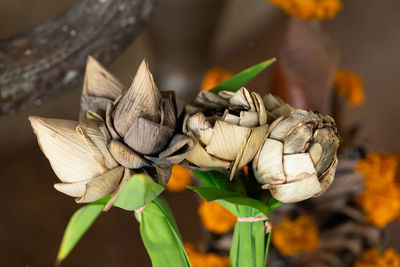 Close-up of wilted flower on plant