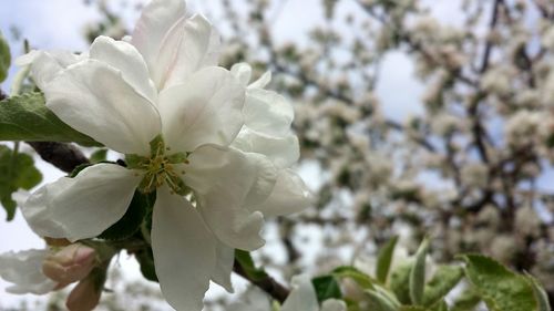 Close-up of white flowers