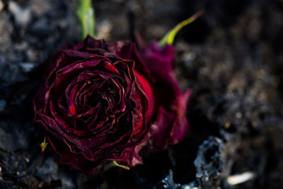 Close-up of red rose