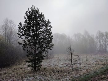 Trees on field during winter