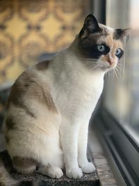 Close-up of a cat looking away