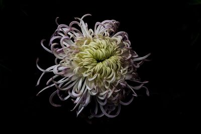 Close-up of coral flower against black background