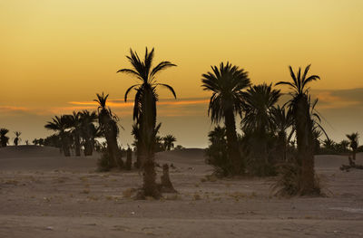 Silhouette palm trees on beach against sky during sunset