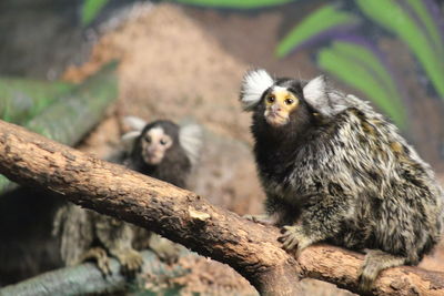 Monkey on tree branch