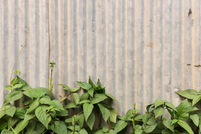 High angle view of leaves against plants