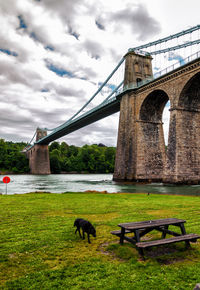 Dog at riverbank by menai bridge against cloudy sky