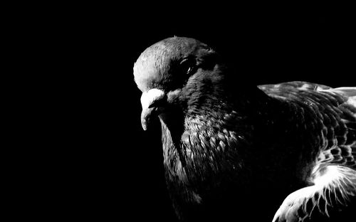 Close-up of eagle