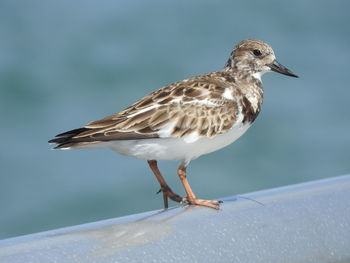 Sand piper posing on a pier