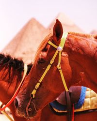 Close-up of a horse in the animal