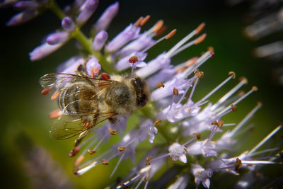 Close-up of bee pollinating on purple flower