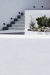 Potted plant on staircase against wall during winter