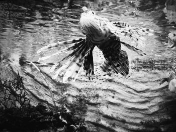 View of birds swimming in sea