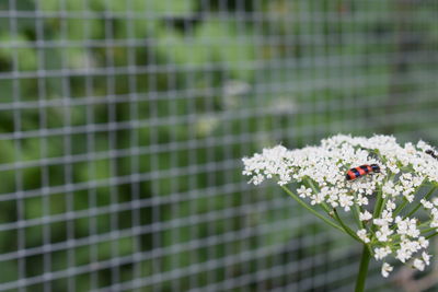 Close-up of white flowering plants on fence