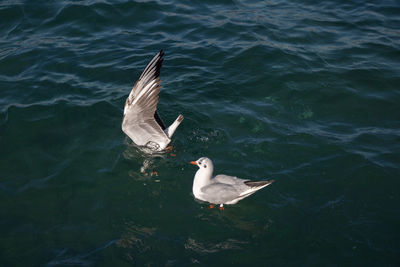 High angle view of duck swimming in lake