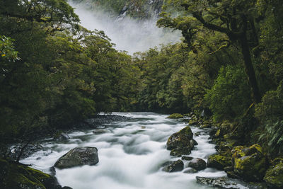 River surrounded by lush forest on a foggy day at milford sound, nz