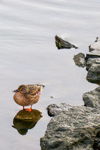 Bird perching on rock in lake