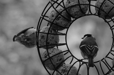 Close-up of birds perching on feeder